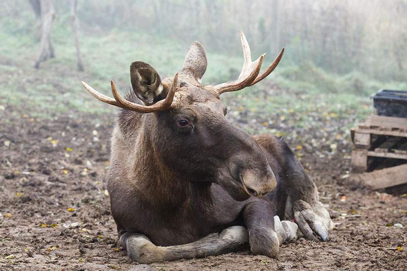 Los mokraďový - Zveropark