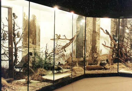 Šarišské múzeum Bardejov - Prírodovedná expozícia